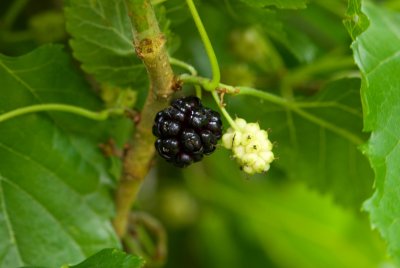 Morus alba 'Pendula' - morušovník bílý - plod